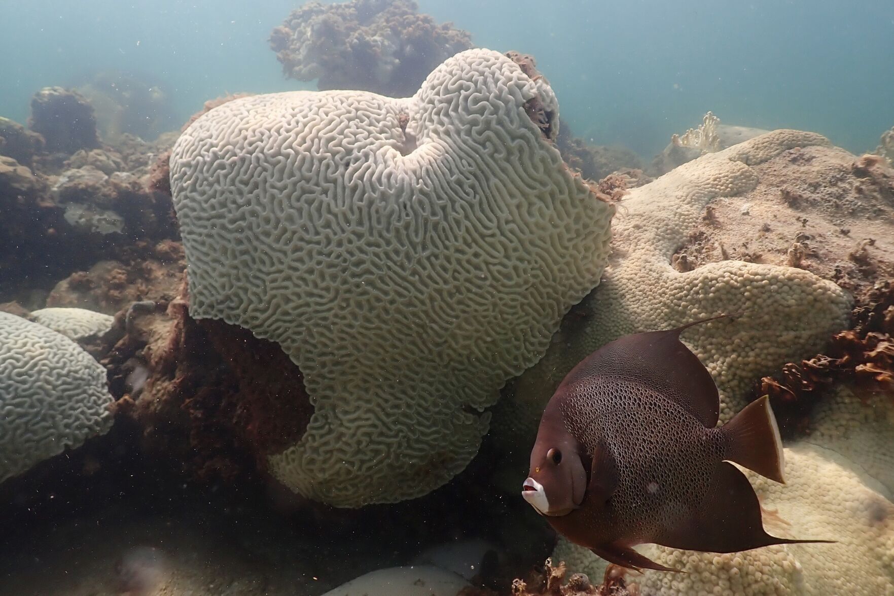 Climate NOAA Coral Bleaching